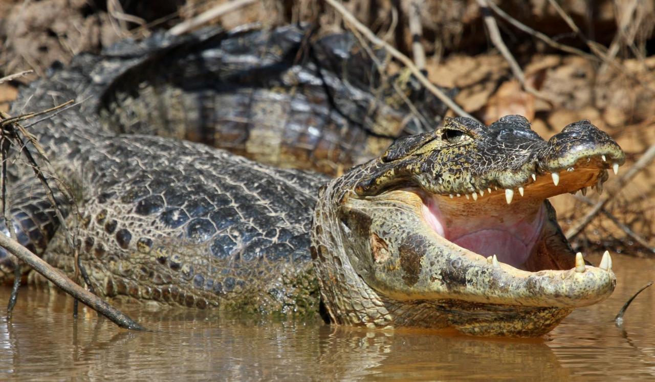 Southwild Pantanal Lodge Pixaim Exterior foto