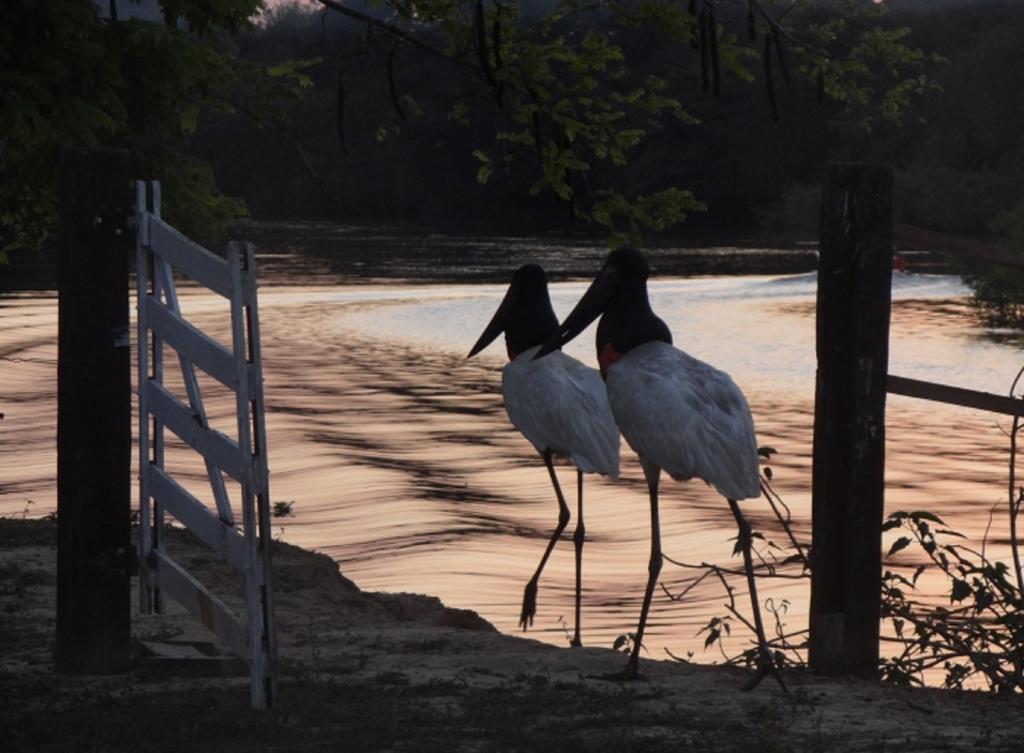Southwild Pantanal Lodge Pixaim Exterior foto